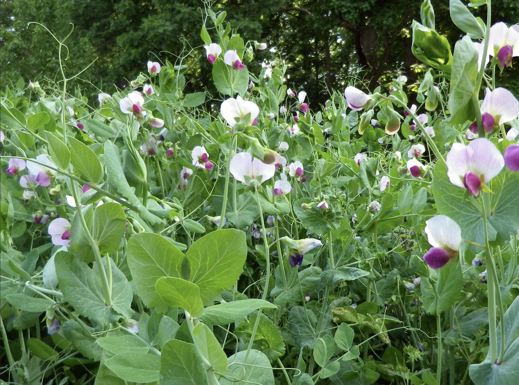 Austrian Winter Peas